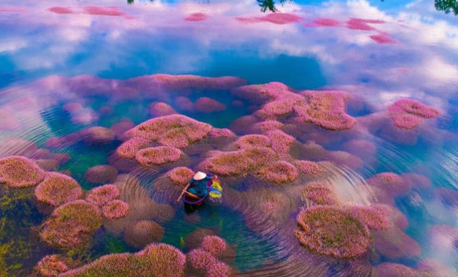 Hồ Tảo Hồng ở Lâm Đồng, chụp ảnh lên cứ gọi là xuất sắc!