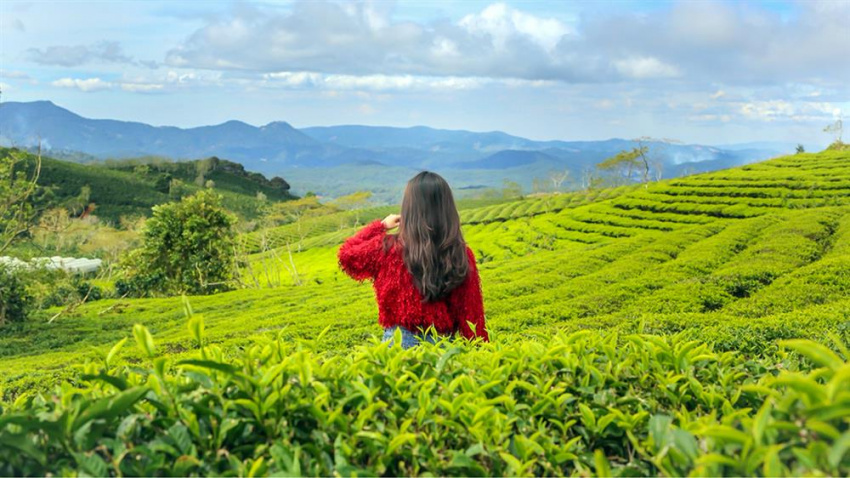 Check-in “cháy máy” tại 3 đồi trà xanh nổi tiếng nhất Việt Nam