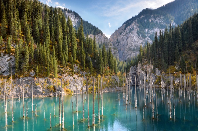 Cảnh tượng có một không hai: Rừng cây mọc ngược từ dưới đáy hồ nước