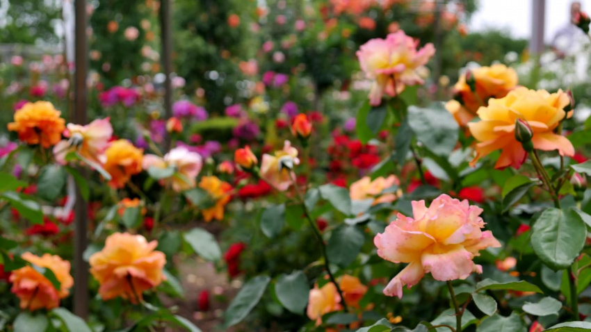 du lịch nhật bản – khu vườn hồng trên đảo đẹp mê mẩn lòng người
