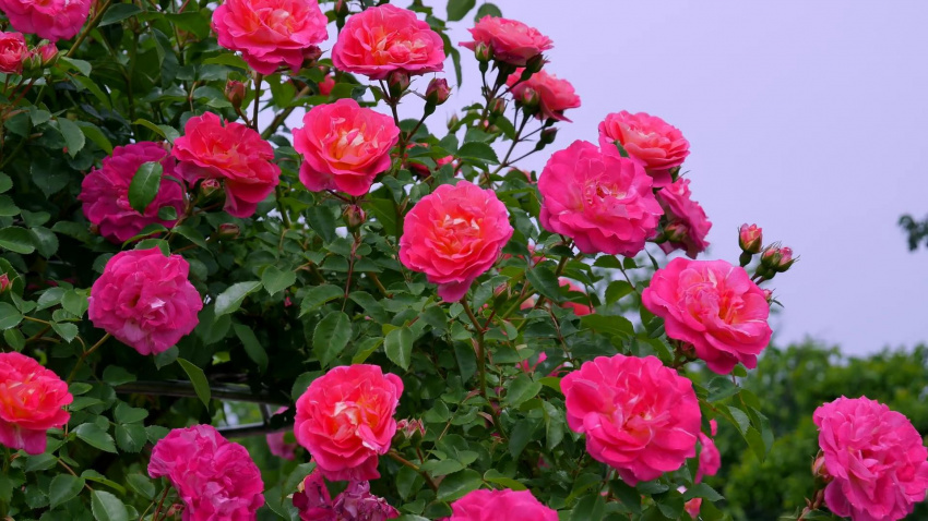 du lịch nhật bản – khu vườn hồng trên đảo đẹp mê mẩn lòng người