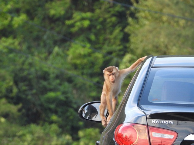 Gần trăm con khỉ đói khát kéo nhau tràn xuống đường giành giật thức ăn