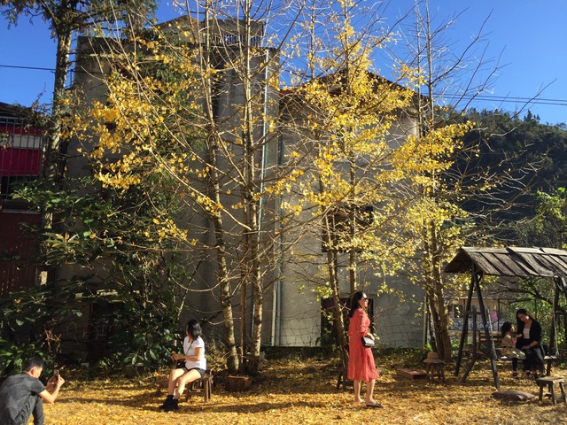Bất ngờ xuất hiện rặng cây lá vàng tuyệt đẹp hút hồn giới trẻ ở Sapa