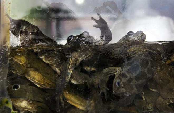 “Khiếp vía” với món sinh tố giải nhiệt bằng ếch tươi tại Peru