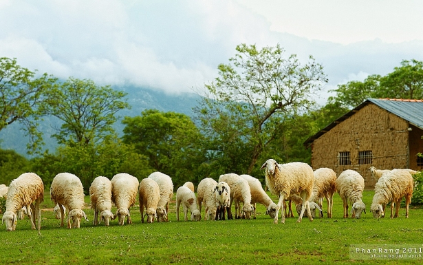 du lịch hè, đồng cừu, du lịch hè tại 3 đồng cừu nổi tiếng sát vách thành phố