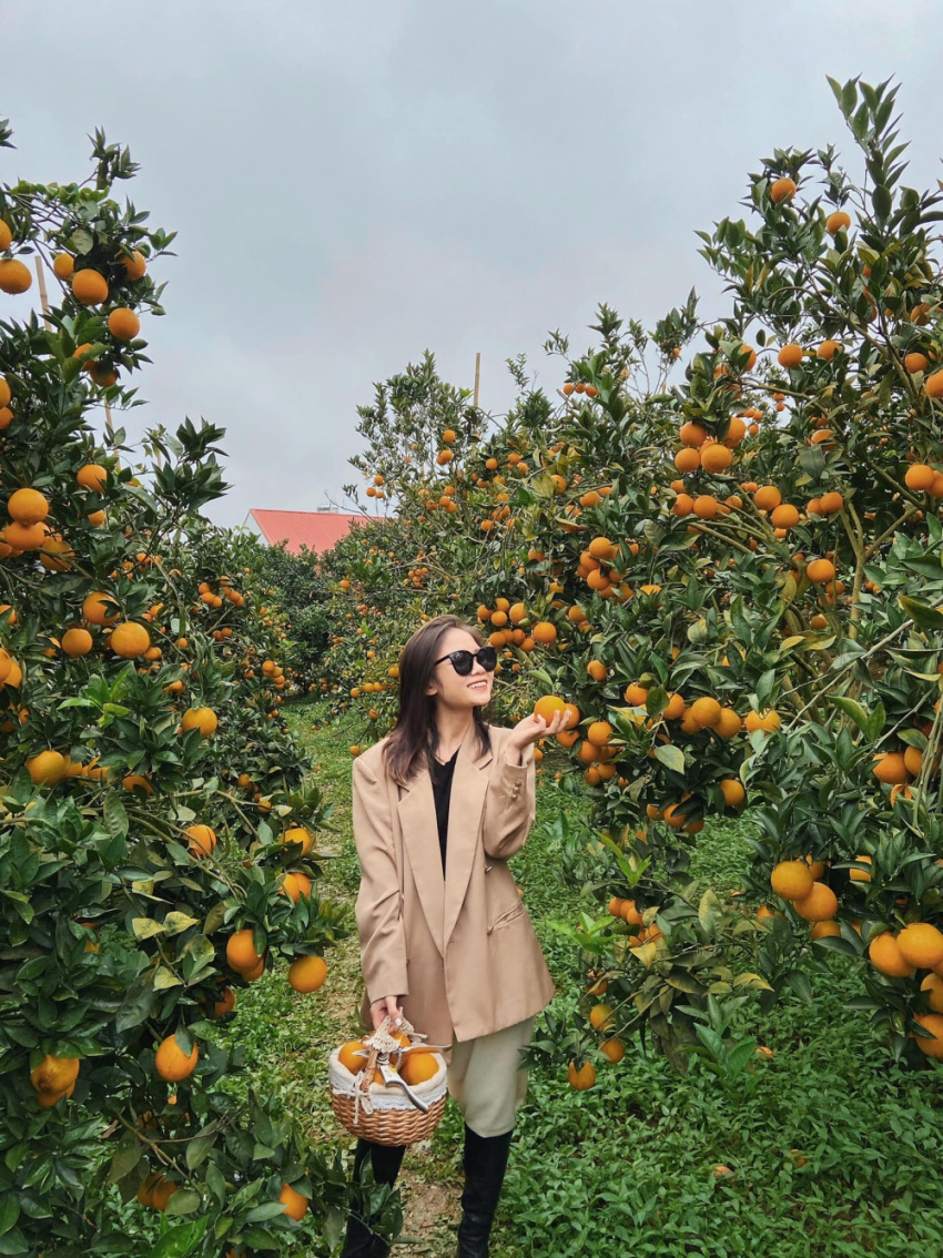 vườn cam canh mộc châu, vườn cam mộc châu, lên mộc châu tháng 11, “check-in” mỏi tay tại vườn cam canh chín vàng