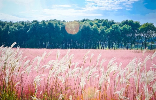 lâm đồng, kinh nghiệm du lịch đồi cỏ hồng đà lạt: thời điểm, đường đi