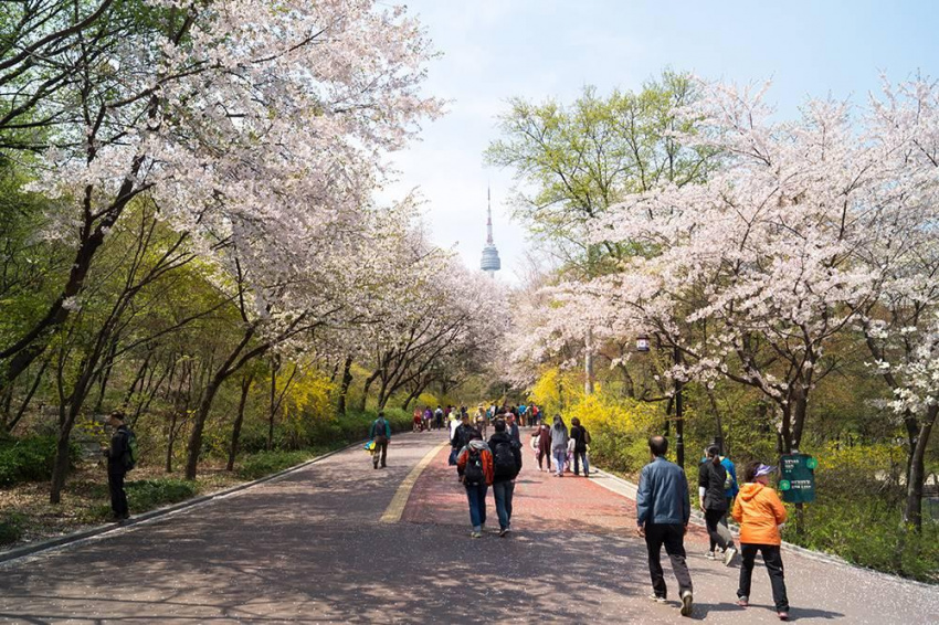 Thăm thú công viên Namsan – Trái tim xanh của thủ đô Seoul