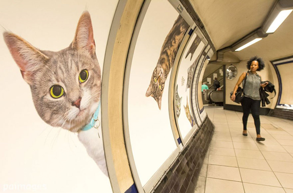 du lịch anh, du lịch châu âu đi ga tàu lạ mắt với hình ảnh những chú mèo