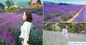 lâm đồng, hướng dẫn đường đi cánh đồng hoa lavender đà lạt