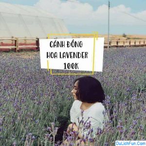 lâm đồng, hướng dẫn đường đi cánh đồng hoa lavender đà lạt