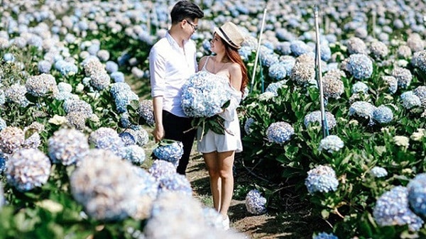 Địa chỉ vườn hoa cẩm tú cầu ở Đà Lạt: đường đi, giá vé