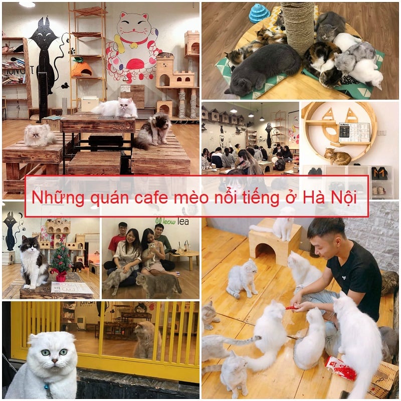 Chơi đùa với “boss” tại 6 quán cafe mèo ở Hà Nội dễ thương hết nấc