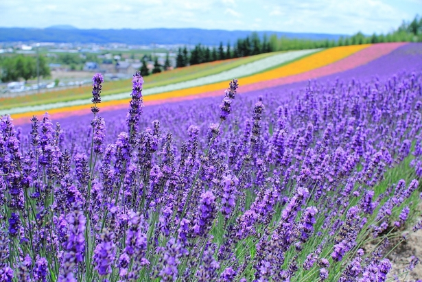 Khám phá cánh đồng oải hương đẹp mơ màng ở Hokkaido, Nhật Bản