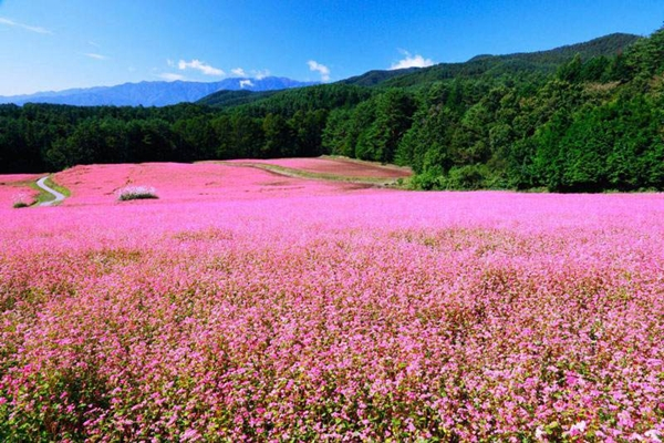 du lịch,   													top 8 thiên đường hoa nở vào tháng 10 đẹp nhất việt nam