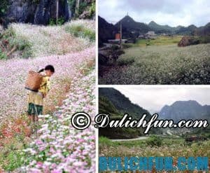 hà giang, du lịch hà giang mùa tam giác mạch: thời gian, điểm ngắm đẹp