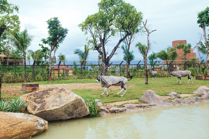Đi Đà Nẵng khám phá công viên bảo tồn động vật hoang dã trên sông