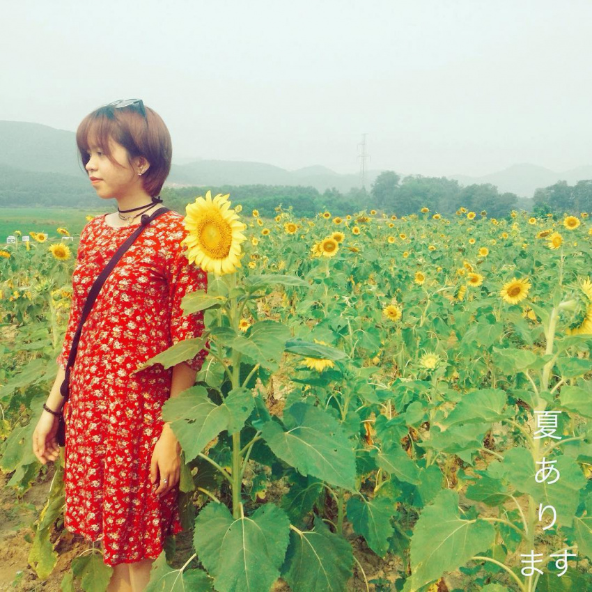 Đi Huế check-in cánh đồng hoa mặt trời đẹp không thua gì phim Hàn
