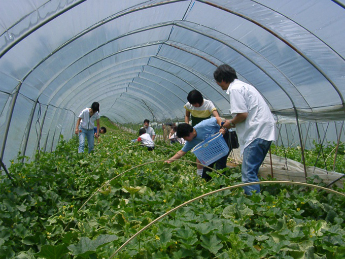 vườn dưa lưới nhật chỉ nhận 50 khách đến thu hoạch mỗi ngày
