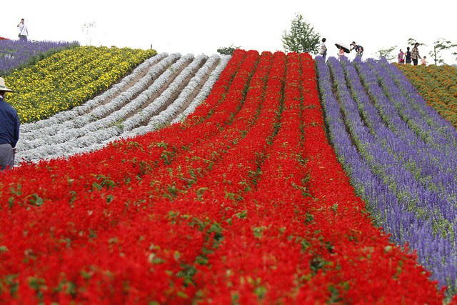 Thiên đường hoa đẹp mê li ở Nhật miễn phí vào cửa cho du khách