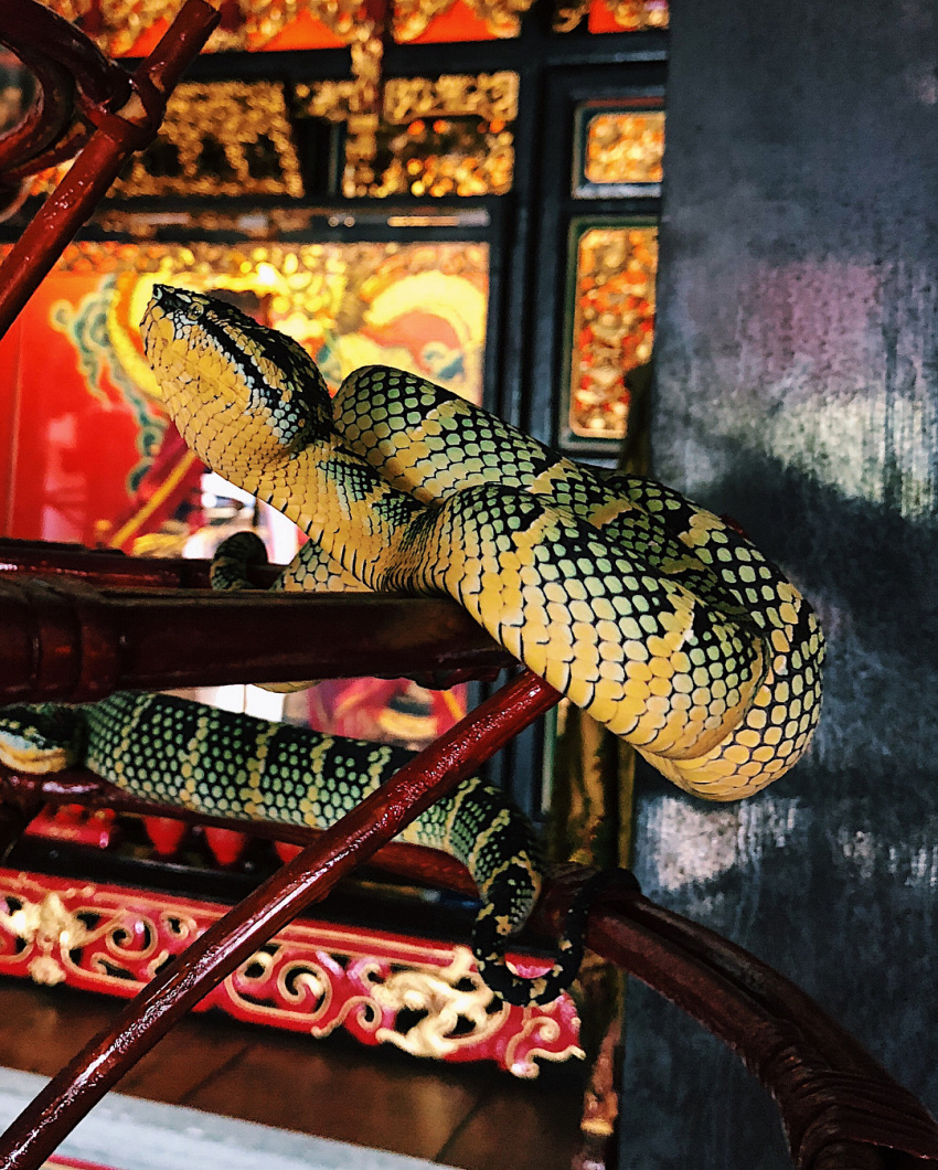 du lịch malaysia, du lịch malaysia – ngôi đền không dành cho người sợ rắn