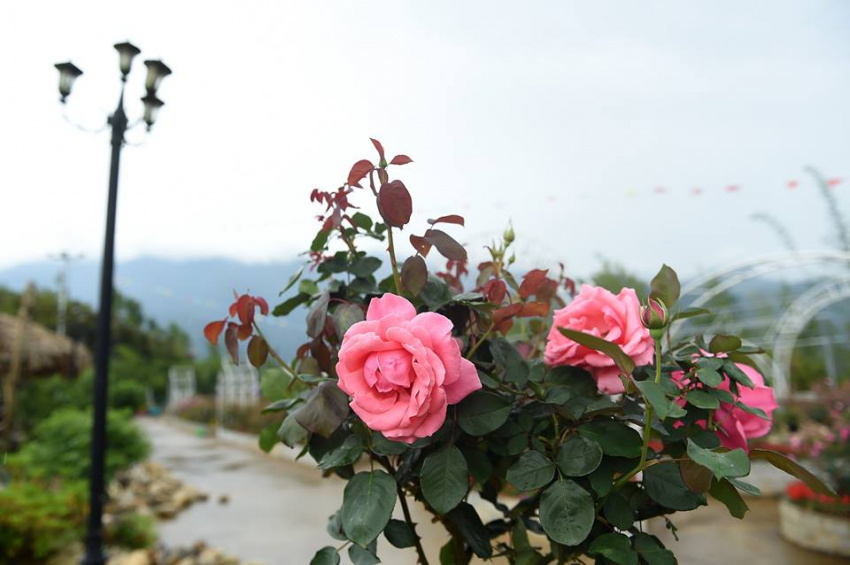 du lịch sapa, sun world fansipan legend, du lịch sapa thưởng thức thung lũng hoa hồng đẹp ngất ngây