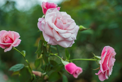 Muôn sắc hoa hồng tại vườn yêu của Vinpearl Nha Trang