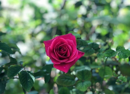 vinpearl, vinpearl nha trang, muôn sắc hoa hồng tại vườn yêu của vinpearl nha trang