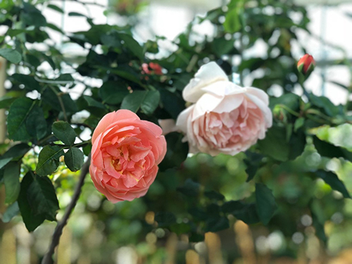 vinpearl, vinpearl nha trang, muôn sắc hoa hồng tại vườn yêu của vinpearl nha trang