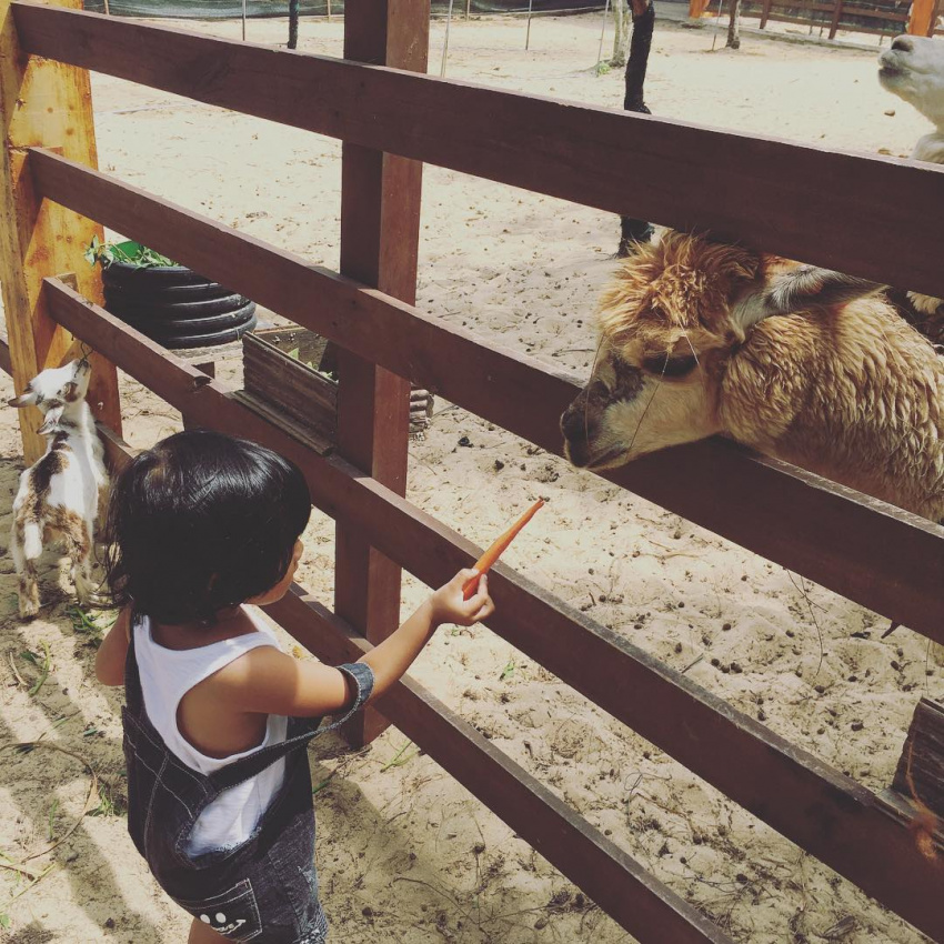 resort quy nhơn, safari quy nhơn, vườn thú safari quy nhơn – điểm đến lý tưởng cho các bé trong dịp hè
