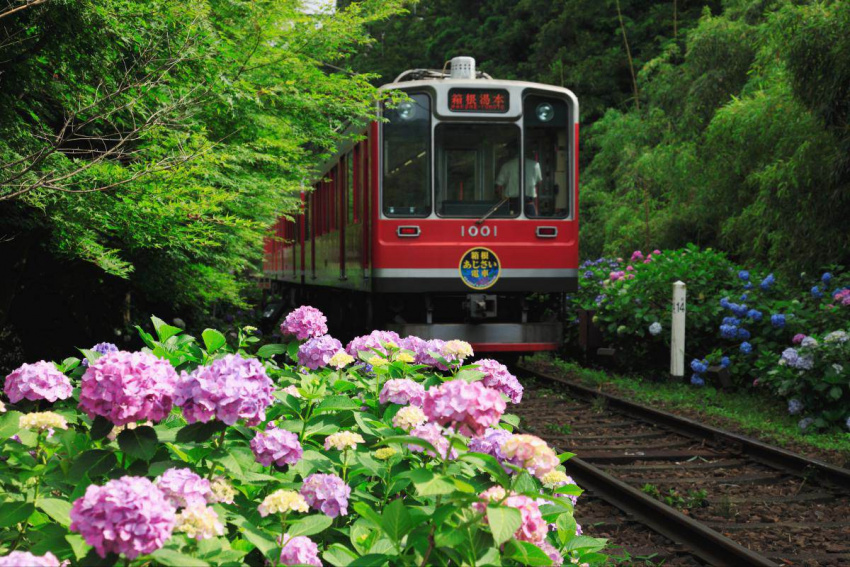 Du lịch Nhật Bản mùa hoa cẩm tú cầu – ghé ngay những điểm này nhé