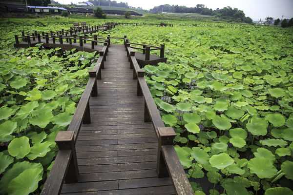 Những hồ sen đẹp ngất ngây ở Hàn Quốc
