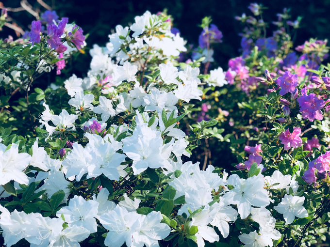 du lịch mỹ, du lịch mỹ, ngắm sắc hoa đỗ quyên rực rỡ ngập lối vườn nhà bằng lăng