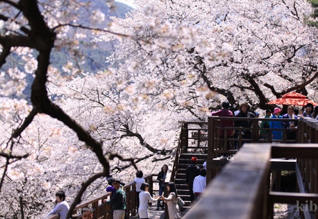 Jinhae – Điểm ngắm hoa anh đào đẹp nhất tại Hàn Quốc