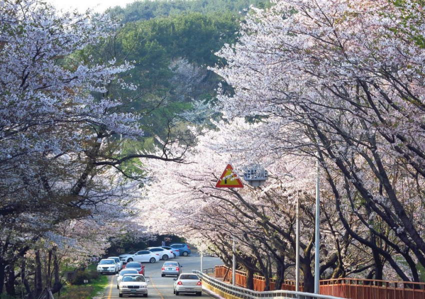 du lịch jinhae, hoa anh đào, jinhae – điểm ngắm hoa anh đào đẹp nhất tại hàn quốc
