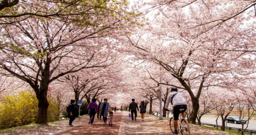 du lịch jinhae, hoa anh đào, jinhae – điểm ngắm hoa anh đào đẹp nhất tại hàn quốc