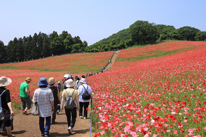 Biển hoa anh túc mướt mắt ở Nhật Bản vào tháng 5