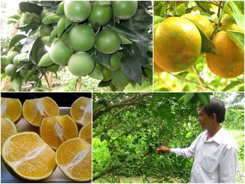 ăn uống,   													top 18 loại hoa quả đặc sản nổi tiếng ở từng vùng miền việt nam