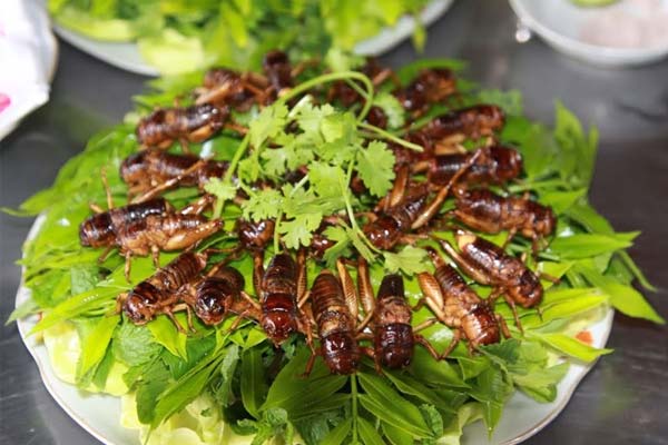 Điểm danh top 5 món ăn từ côn trùng lạ nhất Việt Nam