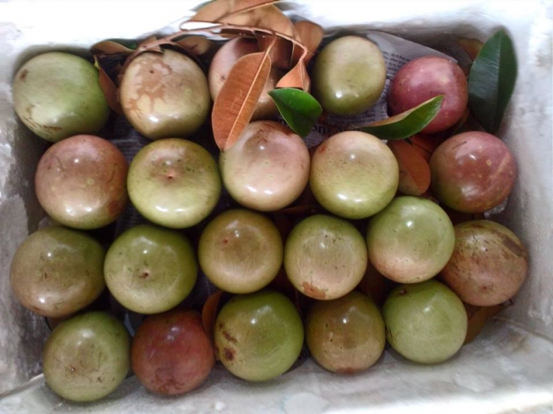 Top 18 loại trái cây đặc sản nổi tiếng nhất Việt Nam