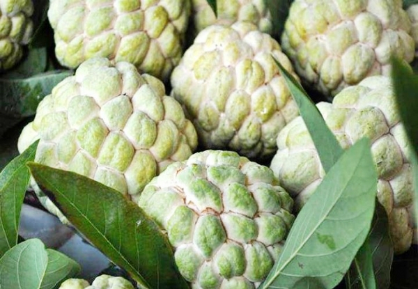 Top 7 cây ăn quả nổi tiếng nhất của Lạng Sơn