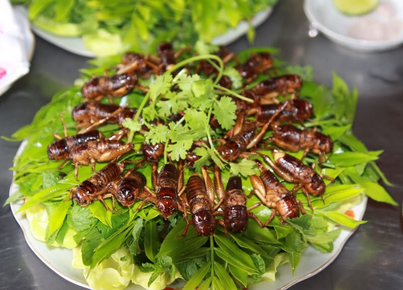 Top 13 món ăn từ côn trùng lạ nhất Việt Nam
