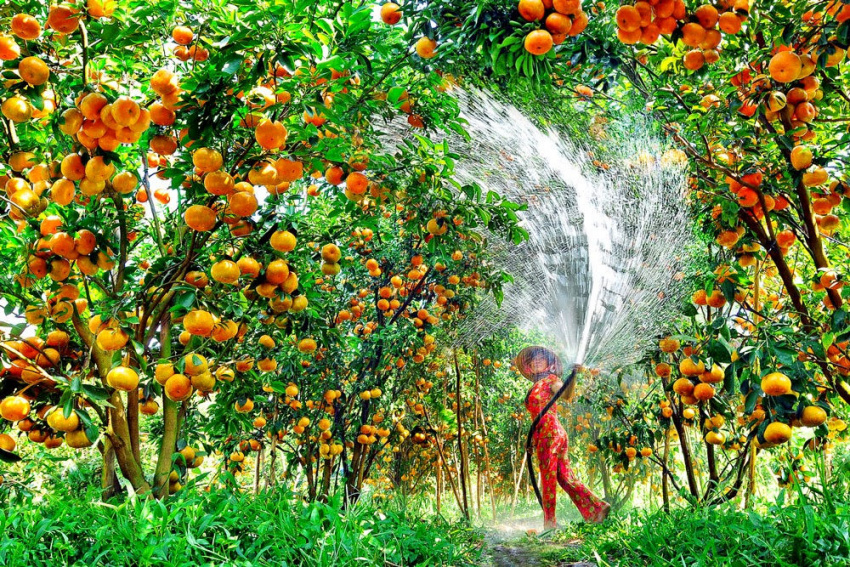 Khám phá 5 vườn trái cây Cần Thơ nổi tiếng được nhiều du khách yêu thích