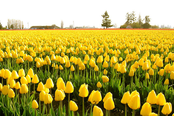 tulip đỏ, tulip trắng, tulip vàng, tulip đen, tulip đốm, tulip cam, tulip tím, tulip xanh, tulip kem, top list 9  màu sắc đẹp nhất của hoa tulip và ý nghĩa của chúng