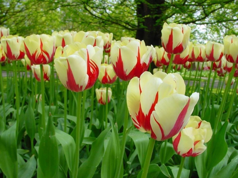 tulip đỏ, tulip trắng, tulip vàng, tulip đen, tulip đốm, tulip cam, tulip tím, tulip xanh, tulip kem, top list 9  màu sắc đẹp nhất của hoa tulip và ý nghĩa của chúng
