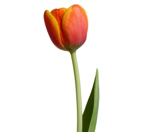 10  loài hoa đẹp và ý nghĩa nhất nên dành tặng người yêu vào ngày valentine 14/2
