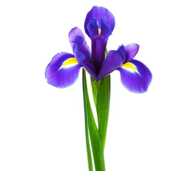 10  loài hoa đẹp và ý nghĩa nhất nên dành tặng người yêu vào ngày valentine 14/2