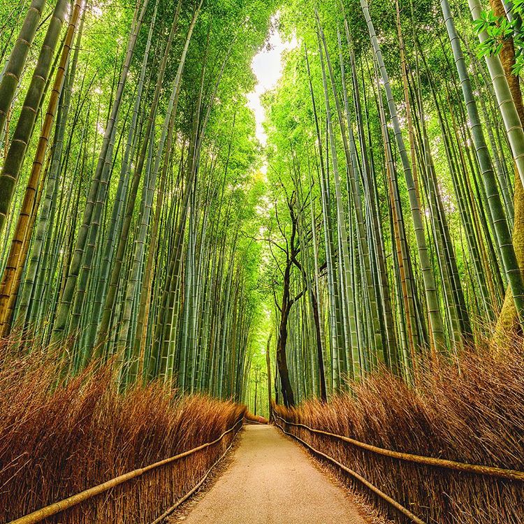 Choáng ngợp trước “tuyệt tác thiên nhiên” con đường “triệu cây tre” xanh mướt
