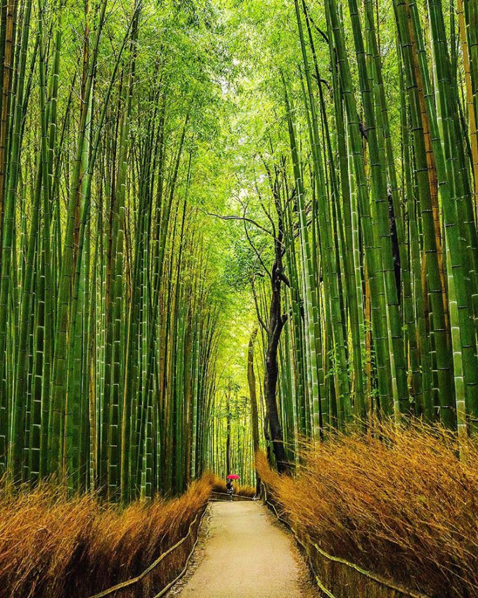đi nhật bản, choáng ngợp trước “tuyệt tác thiên nhiên” con đường “triệu cây tre” xanh mướt
