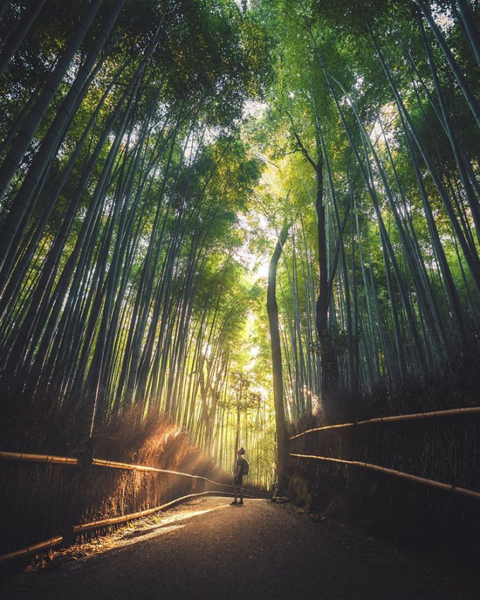 đi nhật bản, choáng ngợp trước “tuyệt tác thiên nhiên” con đường “triệu cây tre” xanh mướt
